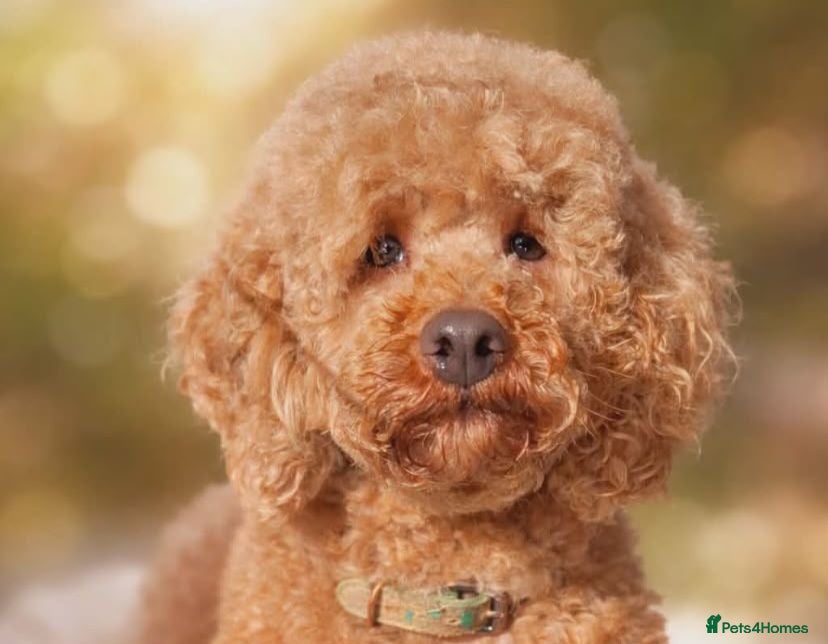 Mixed Breed dogs Robin male toy / Miniature poodle  - Advert 5