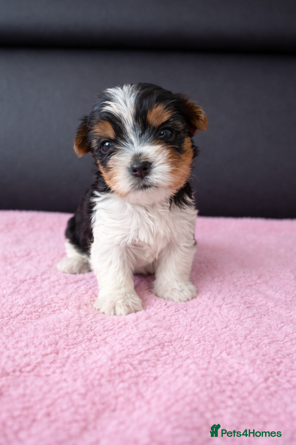 Biewer Terrier dogs Last very cute Boy, pure breed Biewer Terriers - Advert 3