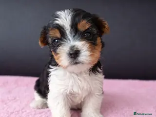 Biewer Terrier dogs Last very cute Boy, pure breed Biewer Terriers - Advert 3
