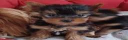 Yorkshire Terrier dogs for sale:   5 generation pedigree sertificate boy & girl  - Advert 9