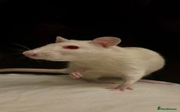 Rat rodents for sale: 2 x female rats for rehoming - Image 2