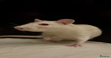 Rat rodents - Advert 11