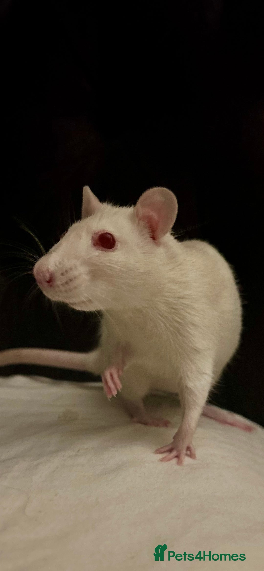 Rat rodents for sale: 2 x female rats for rehoming - Image 2