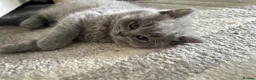 British Shorthair cats for sale: GCCF registered kitten - Advert 18