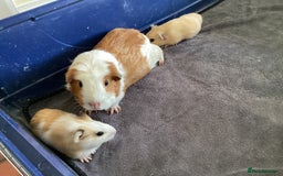 Guinea Pig rodents for sale: Female Guinea pigs for sale - Image 1