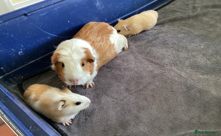 Guinea Pig rodents - Advert 7