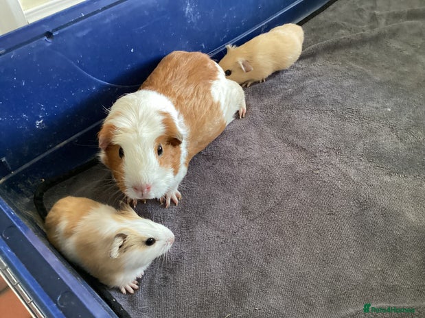 Guinea Pig rodents - Advert 13