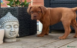 Dogue De Bordeaux dogs for sale: Beautiful litter of dogue de bordeauxs - Image 33