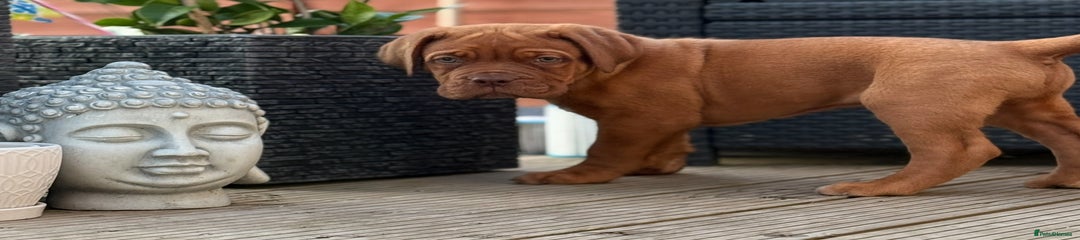 Dogue De Bordeaux green