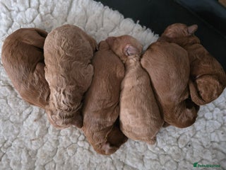 Cavapoo dogs 🥇 Finest Quality Beautiful F1b Cavapoos 🥇 - Advert 6