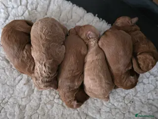 Cavapoo dogs 🥇 Finest Quality Beautiful F1b Cavapoos 🥇 - Advert 6