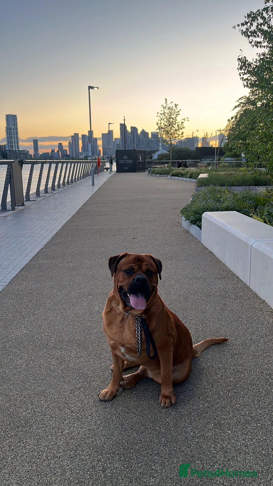 Cane Corso dogs for stud: Mr Rambo  in London - Advert 5