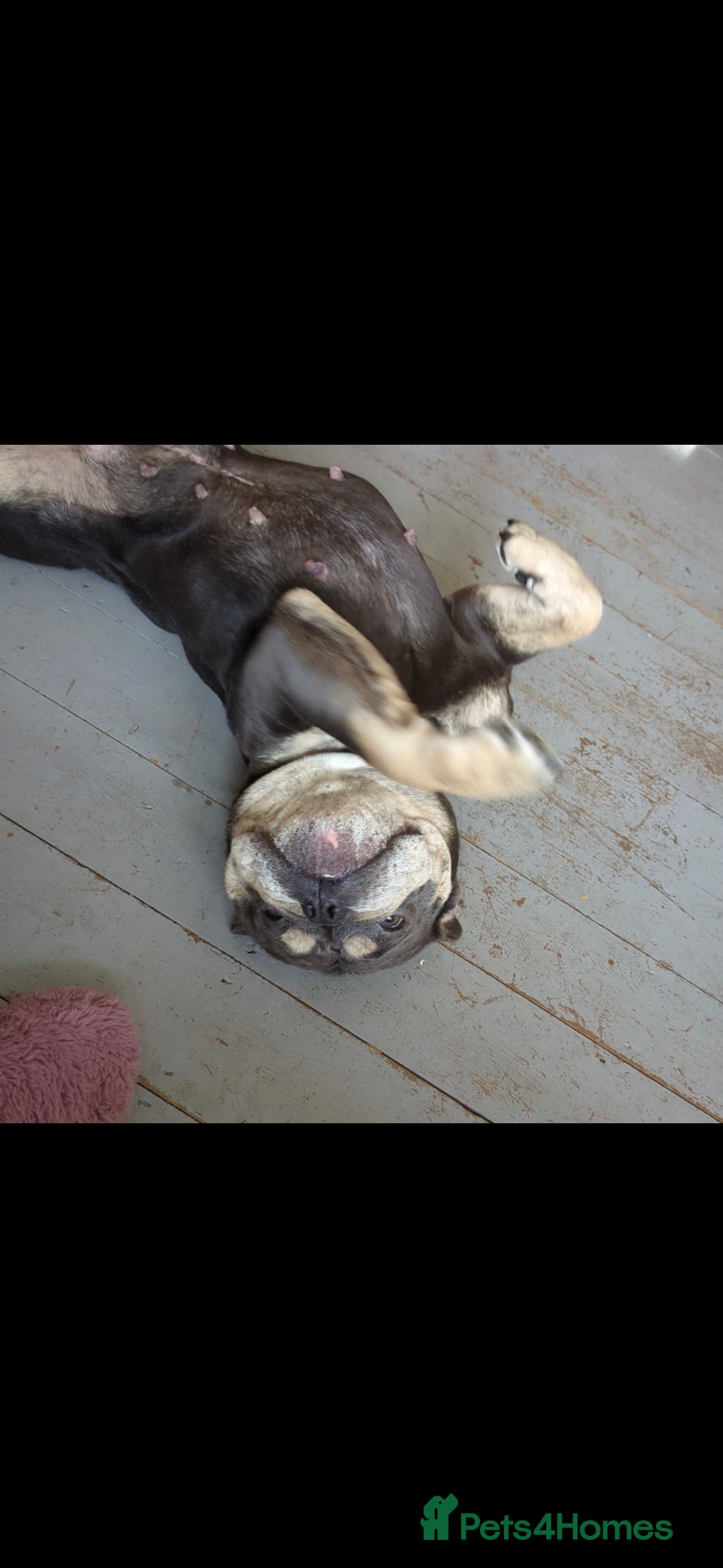 English Bulldog dogs for sale: Olde English Bulldogge - Image 2