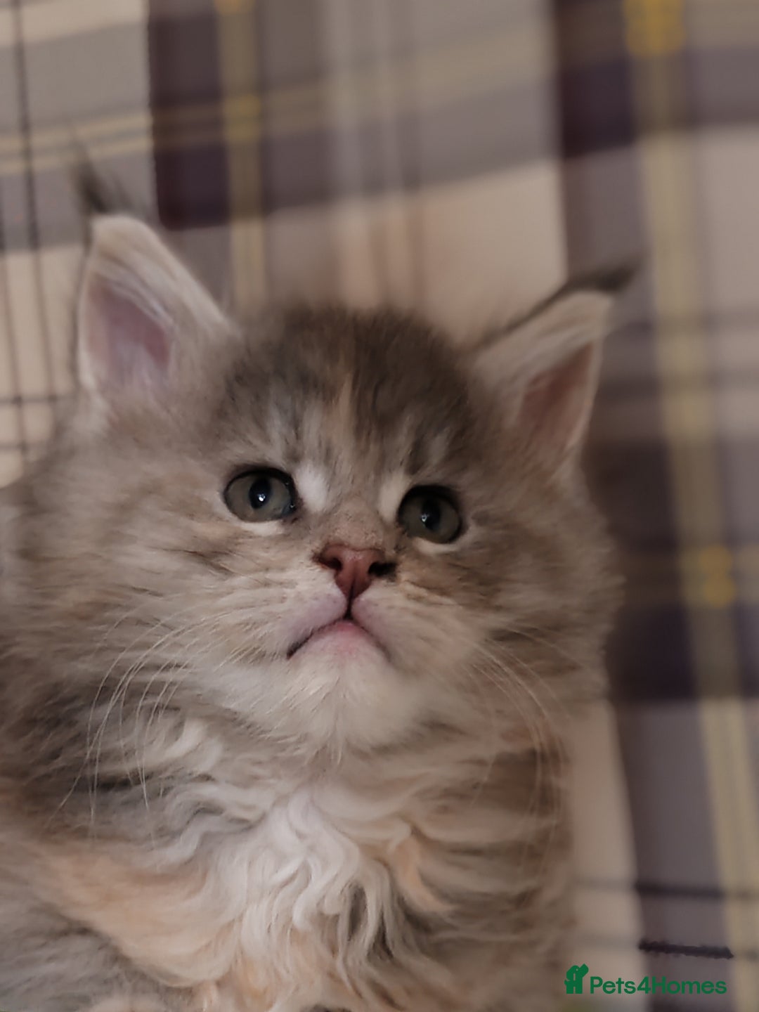 Maine Coon cats for sale: Vilma V.  - Advert 5