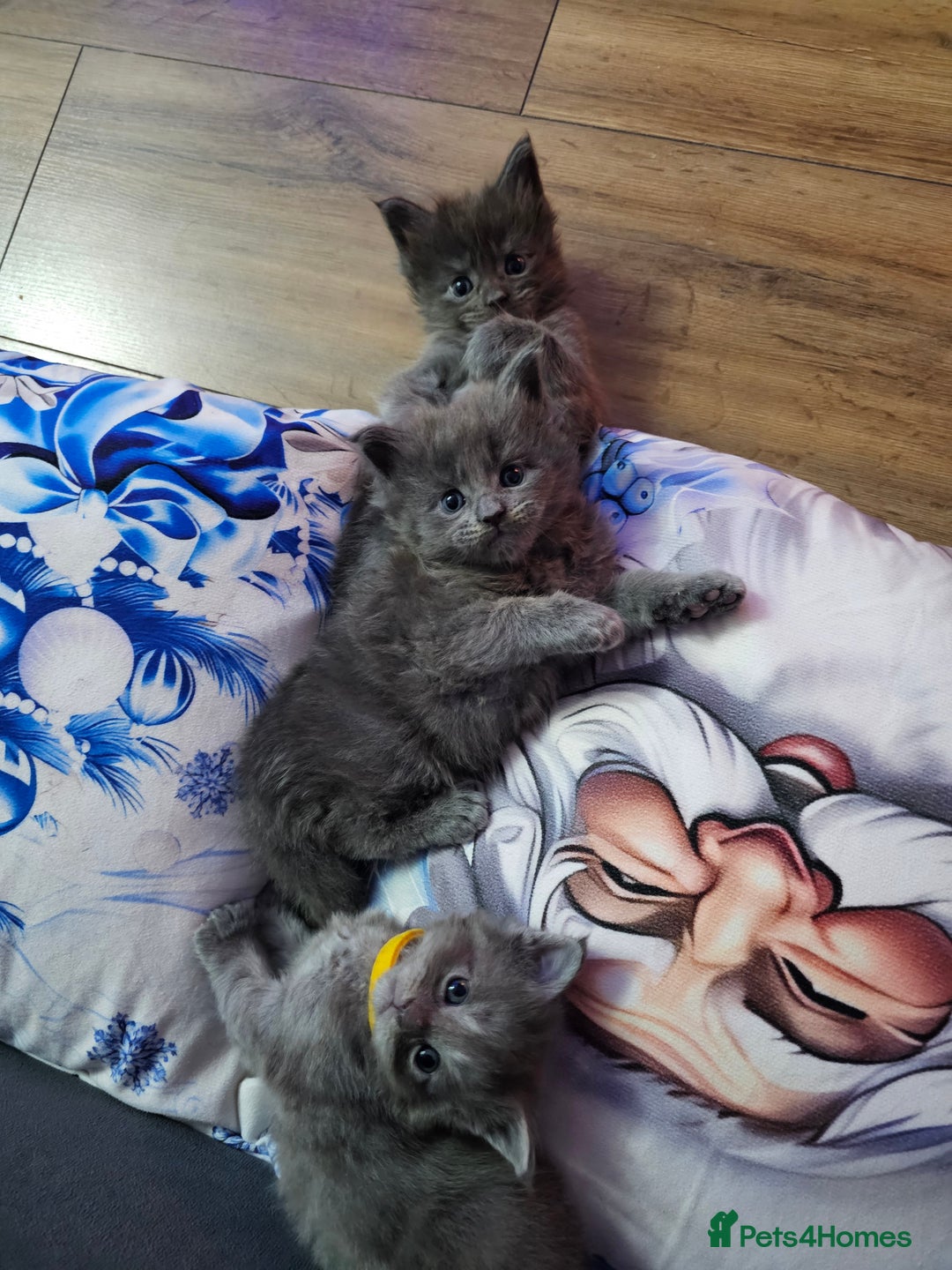 Maine Coon cats for sale: Blue Maine Coon kittens  - Advert 12