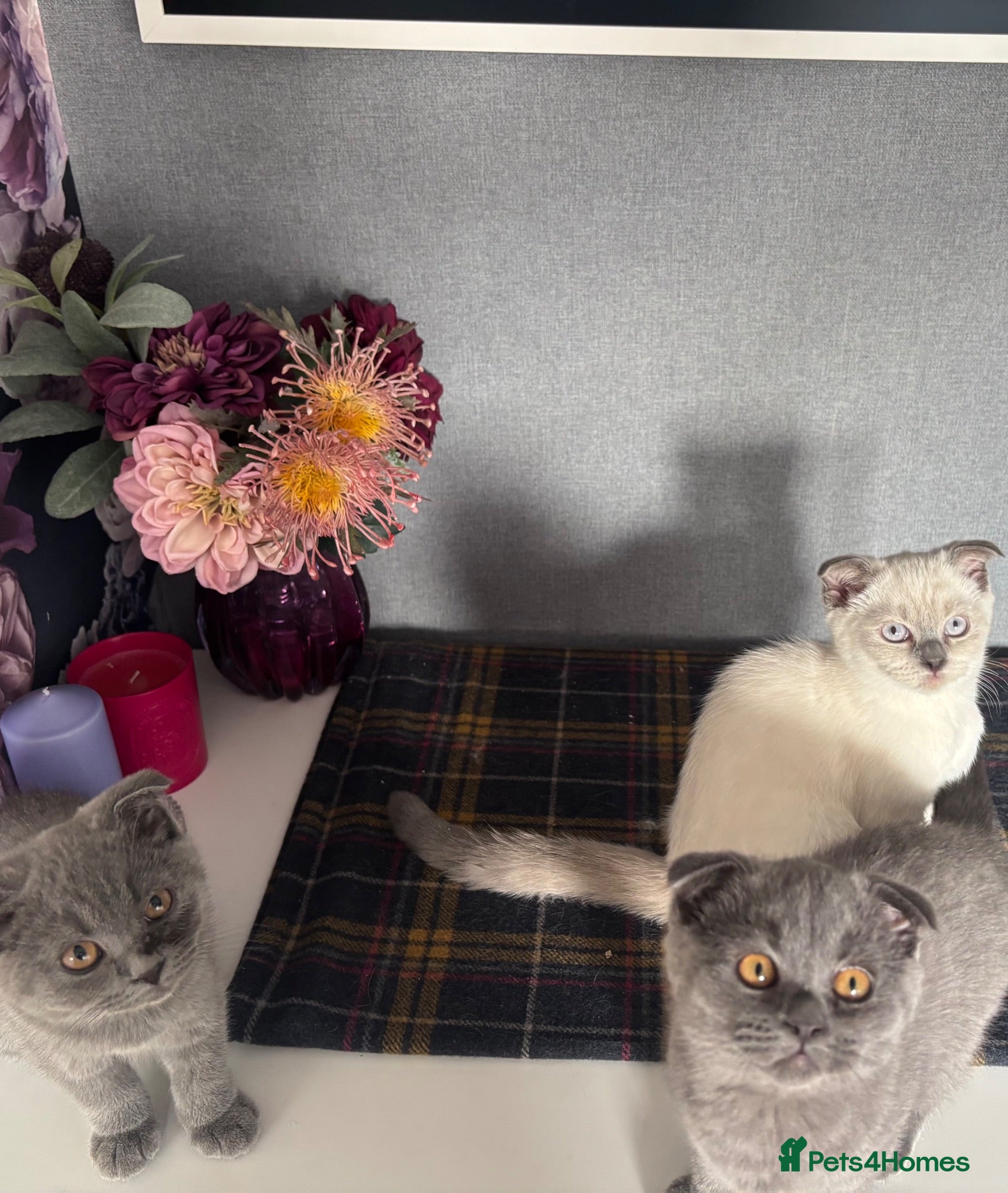 Scottish Fold cats Scottish fold and straight kittens - Advert 3