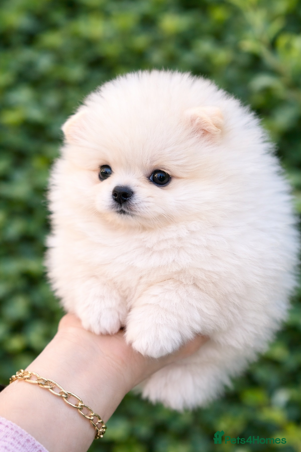 Pomeranian dogs Stunning Fluffy Pomeranian Puppies – 4 Left - Advert 1