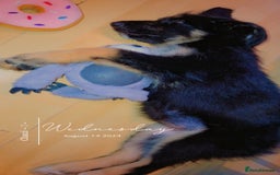 Mixed Breed dogs for sale: Meet Coco - Image 7