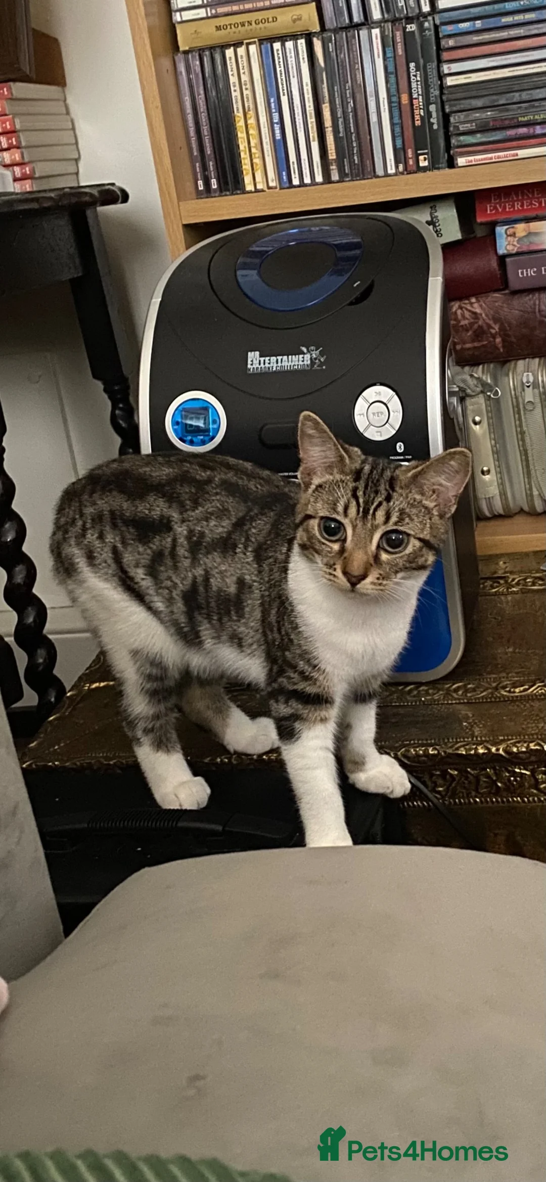British Shorthair cats for sale: Sadie. 6 months old. in London - Advert 4