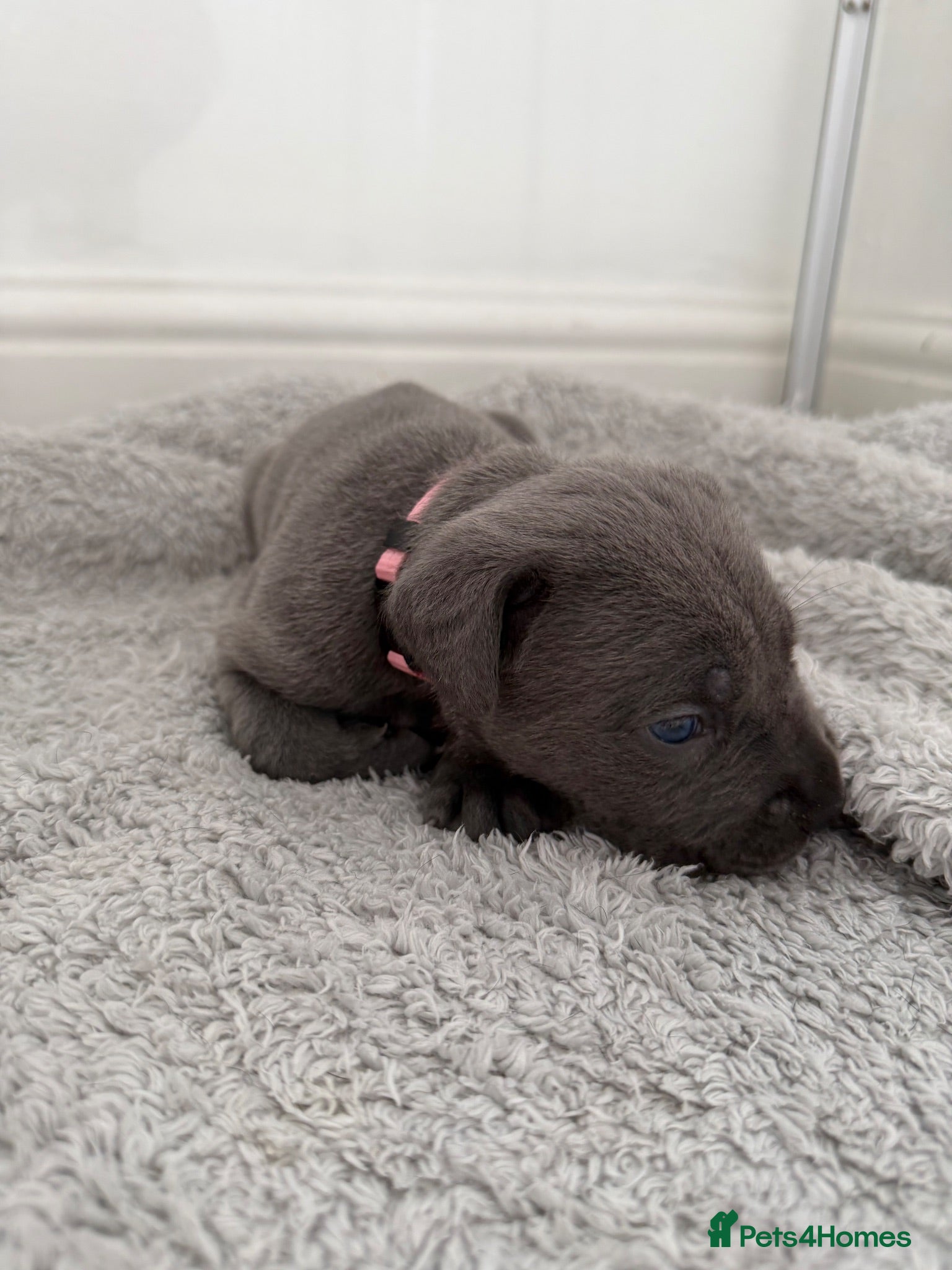 Cane Corso dogs 10 stunning cane corso puppies for sale!! - Advert 1