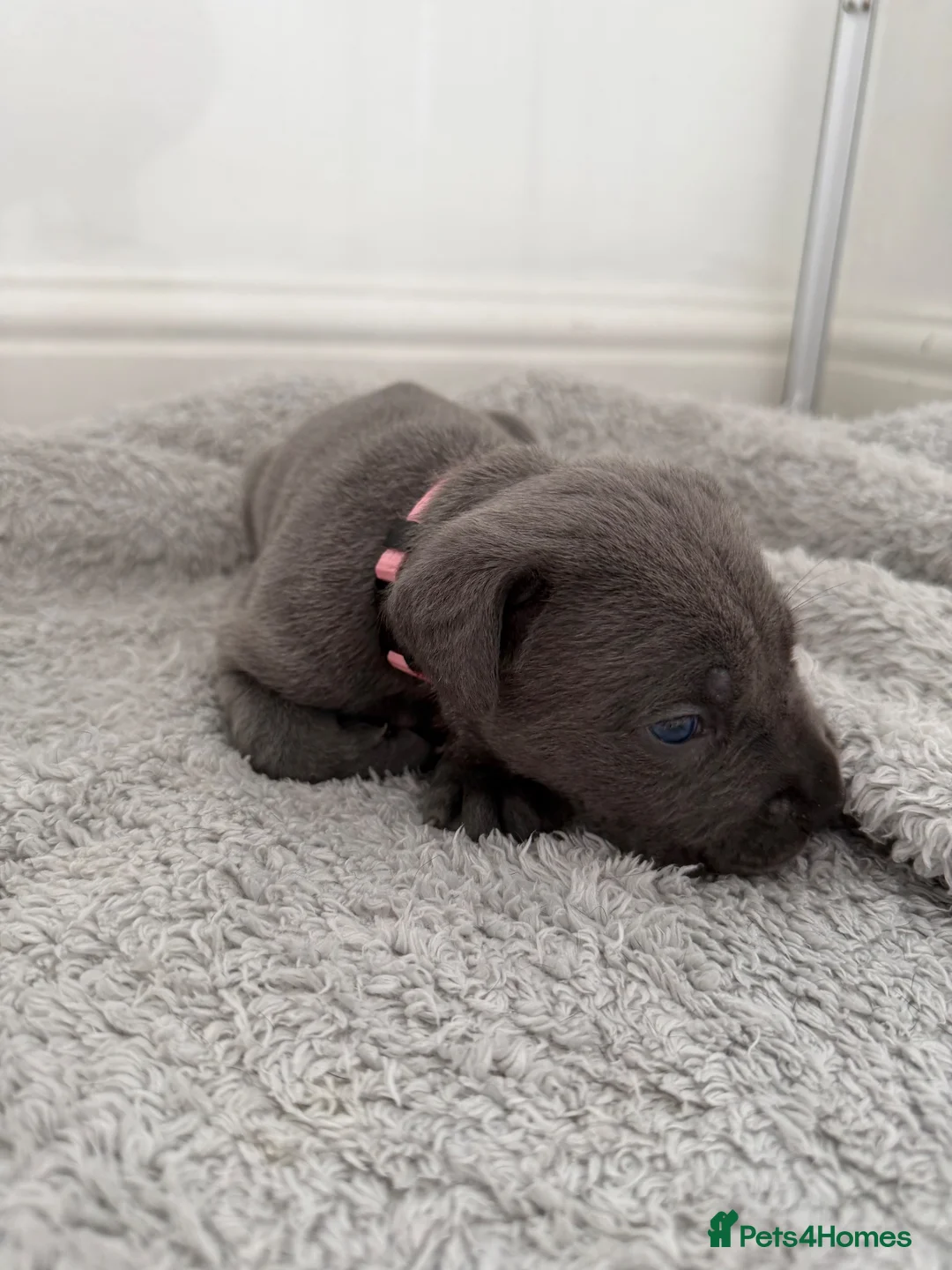 Cane Corso dogs for sale: 10 stunning cane corso puppies for sale!! - Advert 1