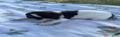 English Springer Spaniel 1