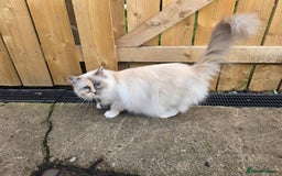 Ragdoll cats for sale: Ragdoll  - Image 2