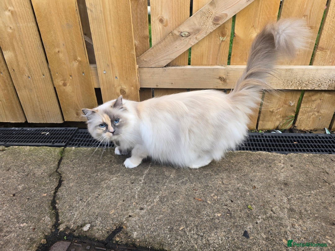 Ragdoll cats for sale: Ragdoll  - Image 2