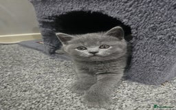 British Shorthair cats for sale: Pretty British shorthair  - Image 25