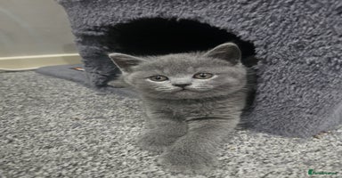 British Shorthair cats - Advert 5