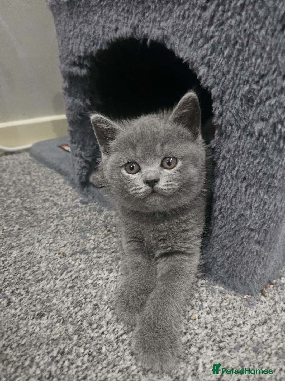 British Shorthair cats for sale: Pretty British shorthair  - Image 25