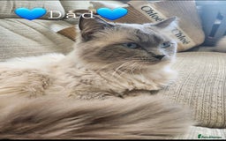 Ragdoll cats for sale: 💫 Blue Point Ragdoll Kittens 💫 - Image 15