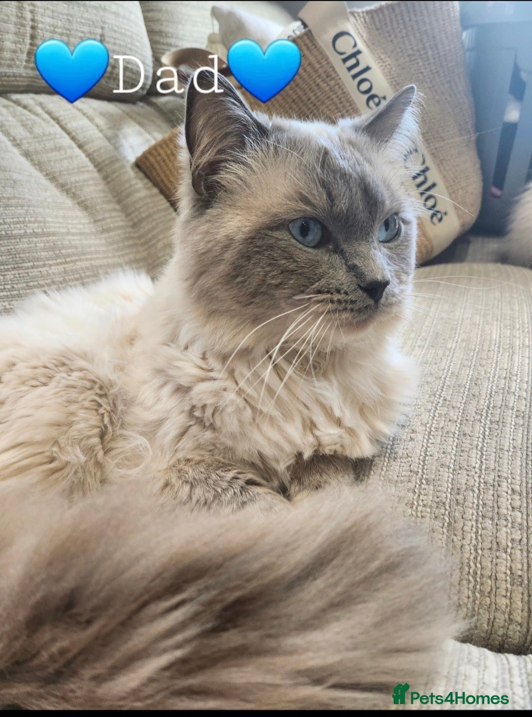 Ragdoll cats for sale: 💫 Blue Point Ragdoll Kittens 💫 - Image 15