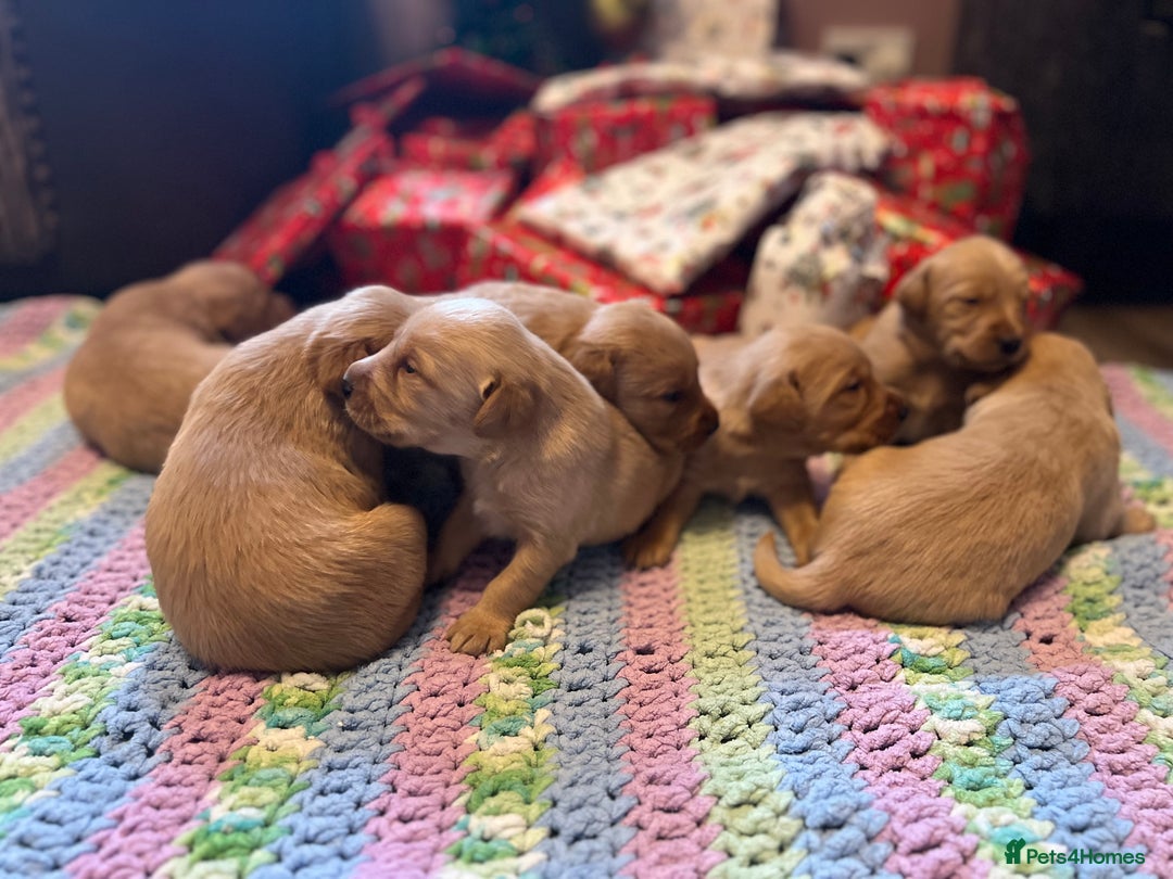 Labrador Retriever dogs for sale: Fox Red Labrador Puppies - Advert 15