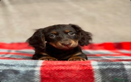 Miniature Dachshund dogs for sale: STUNNING CHOCOLATE LONG HAIRED BOYS - Image 12
