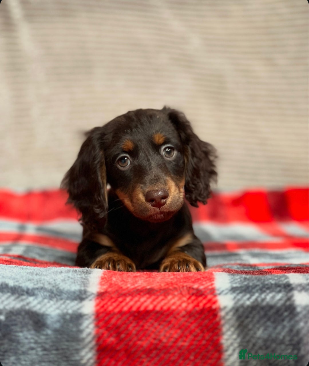 Miniature Dachshund dogs for sale: STUNNING CHOCOLATE LONG HAIRED BOYS - Image 12