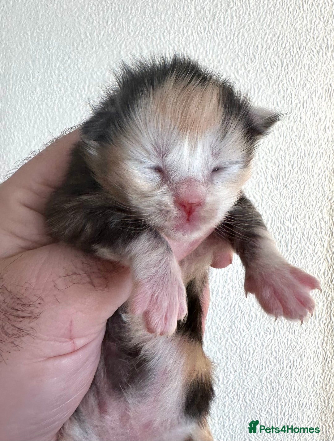 Maine Coon cats for sale: Tica Registered  Maine Coons  - Advert 3