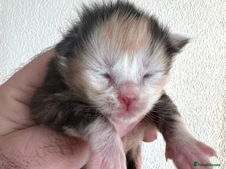 Maine Coon cats Tica Registered Maine Coons - Advert 14