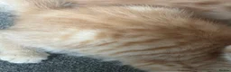 Mixed Breed cats for sale: Beautiful Friendly Kittens Ready for Loving Homes - Advert 3