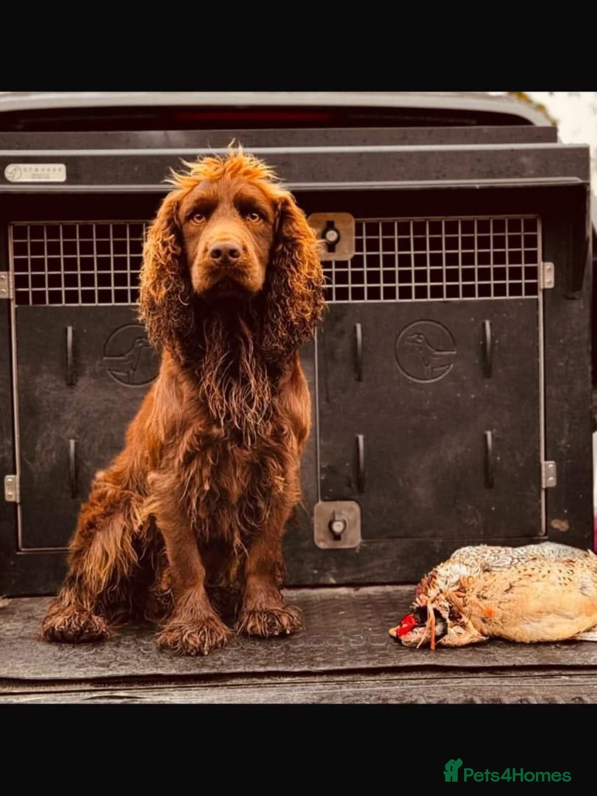 Cocker Spaniel dogs KC REGISTERED WORKING COCKER SPANIEL PUPPIES  - Advert 2