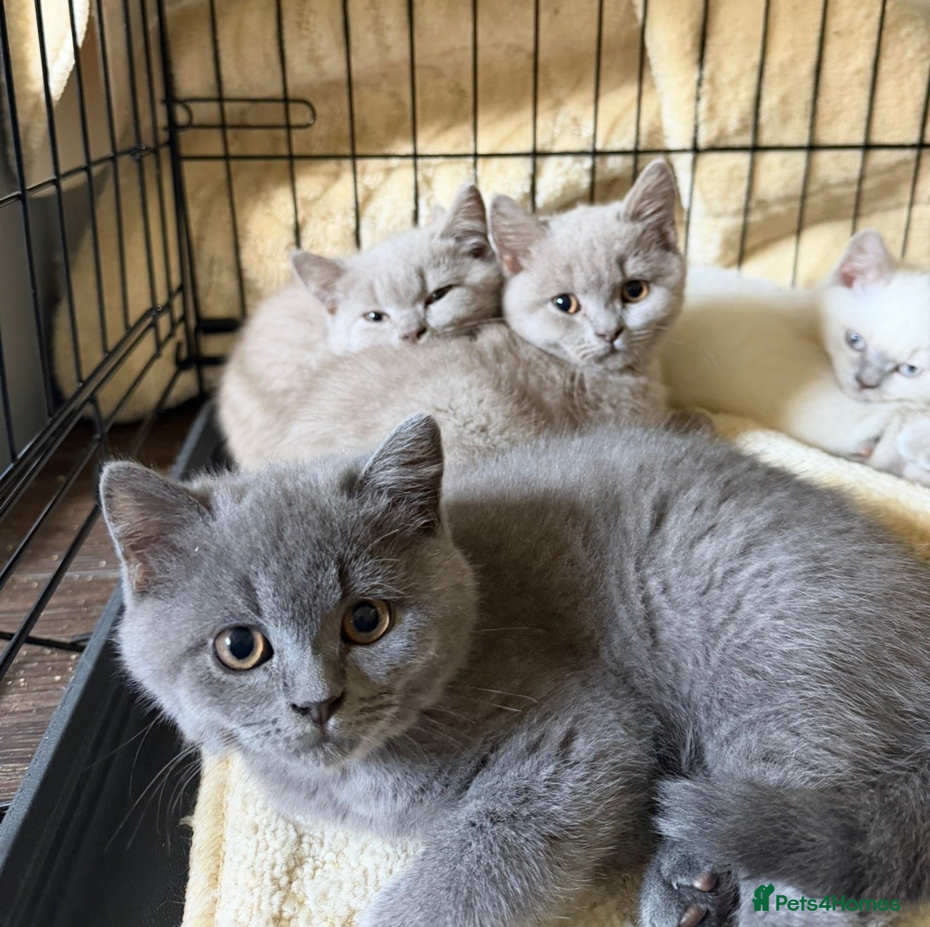 British Shorthair cats Chunky British shorthaired kittens - Advert 2