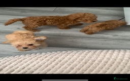 Poochon dogs for sale: Ready now, 1 boy and 1 girl Toy Poochon - Image 5