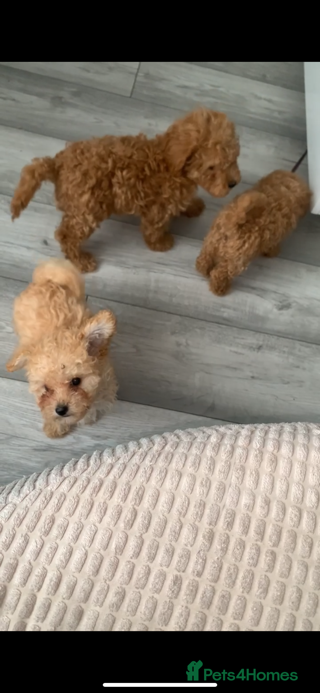 Poochon dogs for sale: Ready now, 1 boy and 1 girl Toy Poochon - Image 5