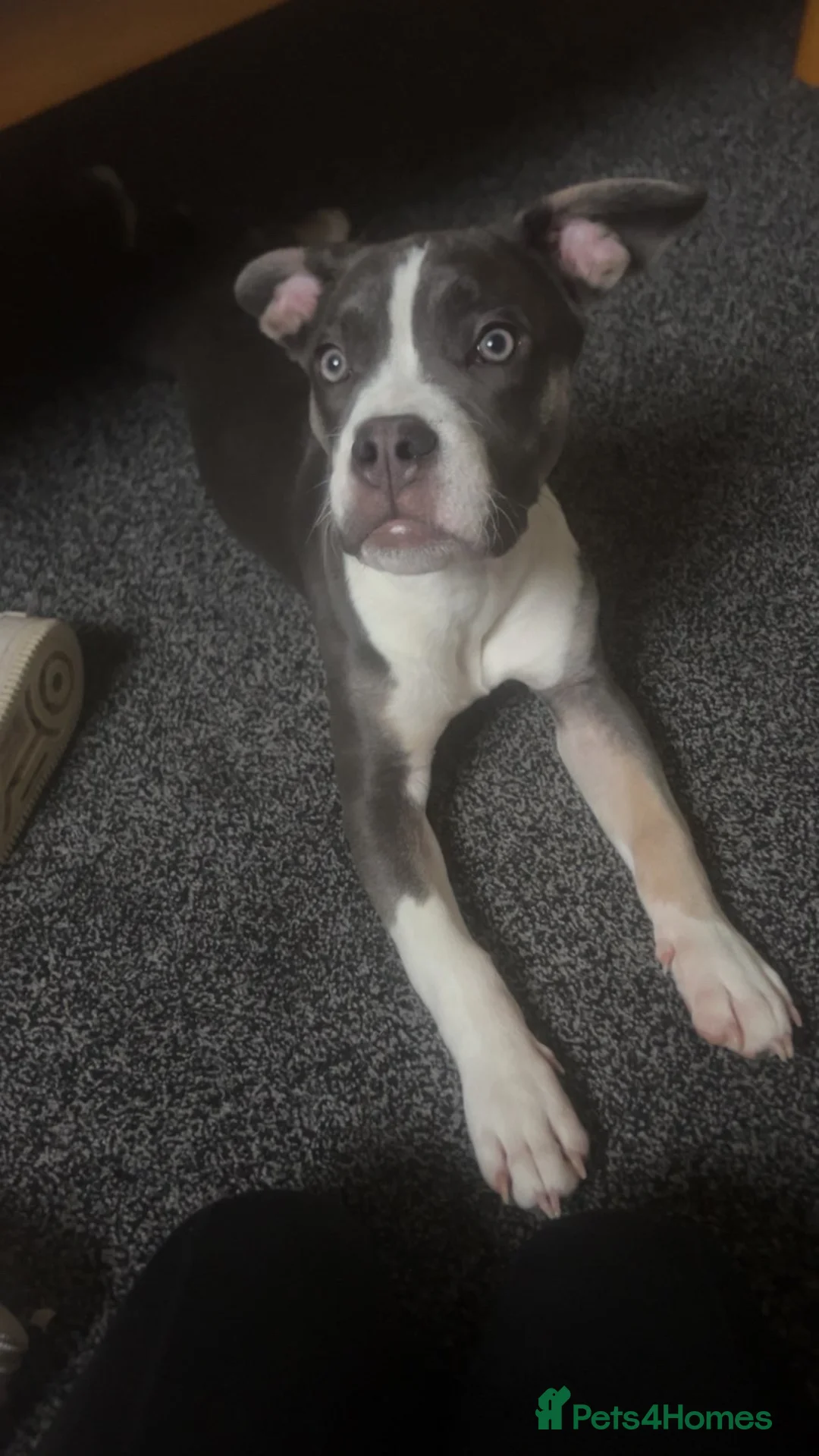 Mixed Breed dogs for sale: Blaze  - Advert 2