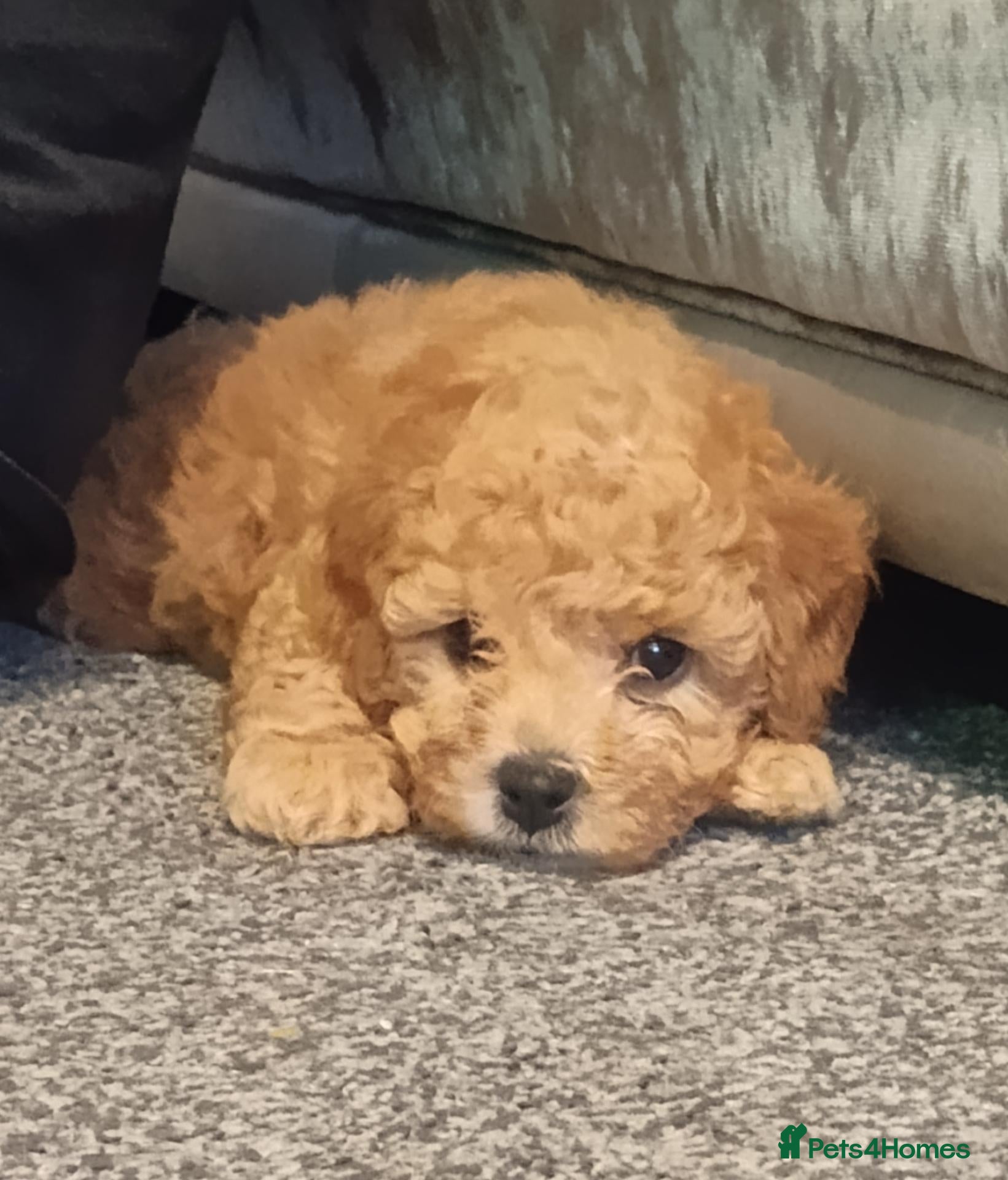 Cavapoo dogs Ready Wednesday F1BB Cavapoo puppies  - Advert 2
