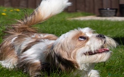 Mixed Breed dogs for sale: Murphy  - Image 2