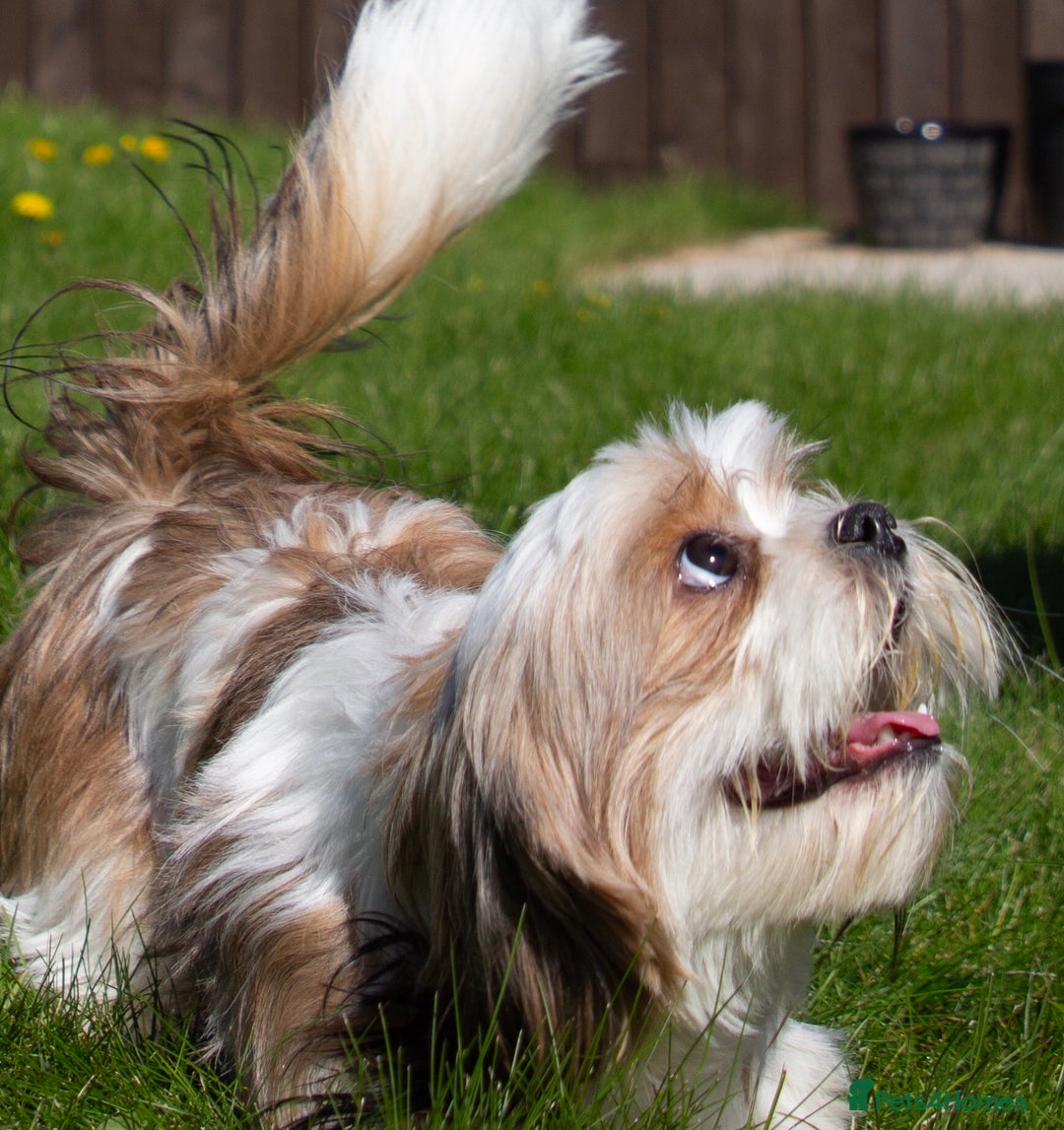Mixed Breed dogs for sale: Murphy  - Image 2