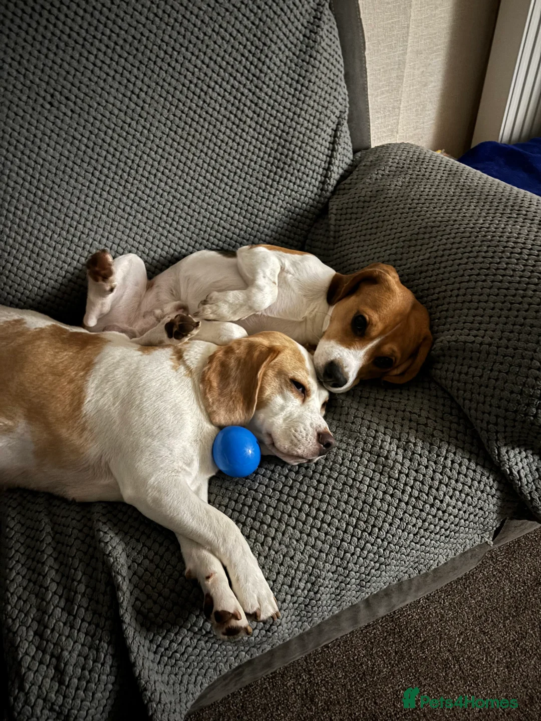 Beagle dogs for sale: Pure bred beagle girls - Advert 15