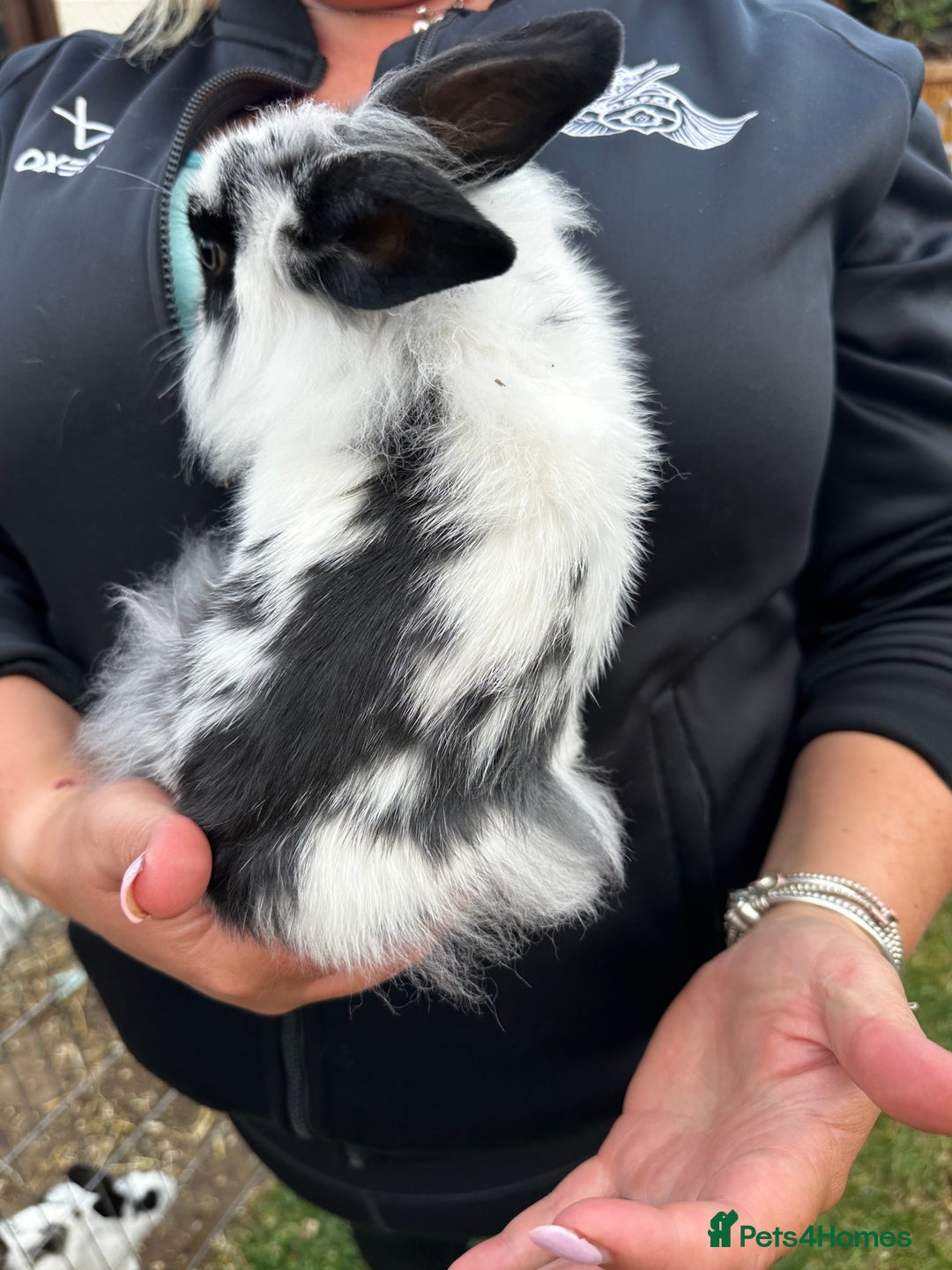 Lionhead rabbits for sale: Baby lion head rabbits for sale - Image 16