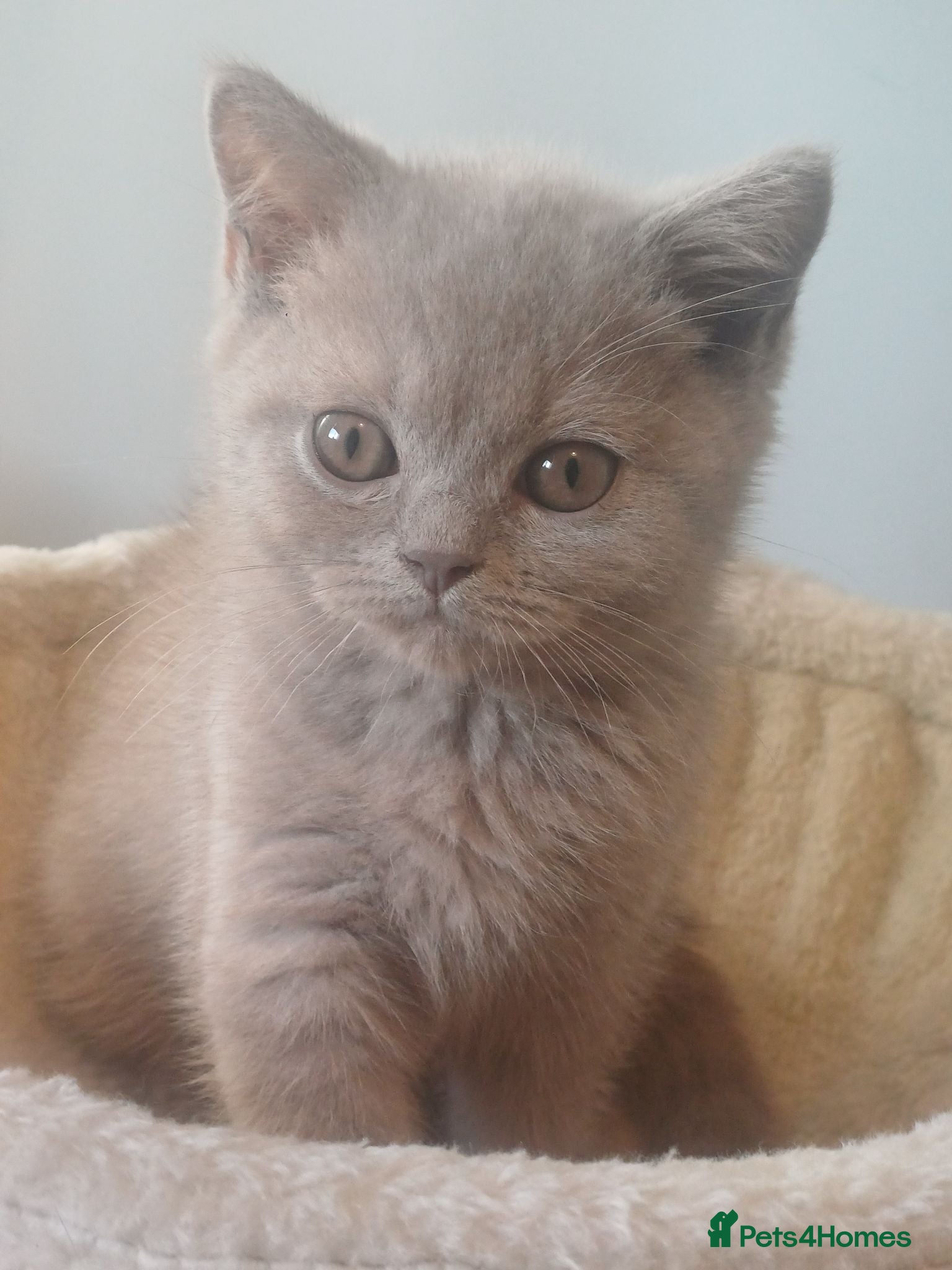 British Shorthair cats Last boy 🐈‍⬛ - Advert 19